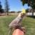 Bird 1 thumbnail