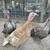 Heritage Turkeys 1 thumbnail