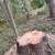 Tree services 5 thumbnail