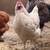 Splash Orpington Hen 2 thumbnail