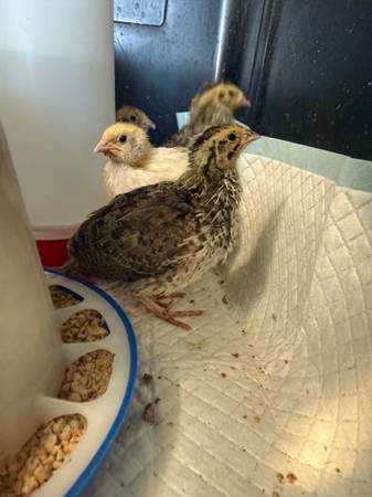 Coturnix quail chicks 1
