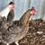 CHICKENS/LAYING NOW! 6 thumbnail