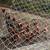 Laying hens 2 thumbnail
