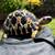 .Radiated Tortoises 2 thumbnail