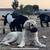 ANATOLIAN SHEPHERD 1 thumbnail