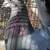 Pigeons for sale. 10 Indian fantail 4 thumbnail