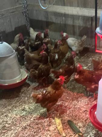 Chickens 1