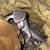 Leopard Geckos 1 thumbnail