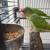 Mitred Conure 3 thumbnail