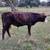 Yearling Bull 4 thumbnail