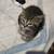 Kittens 5 thumbnail