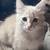 Kittens 5 thumbnail