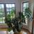 Split Leaf Philodendron 1 thumbnail
