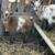 Nigerian Dwarf goats 3 thumbnail