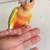 green check conure baby 2 thumbnail