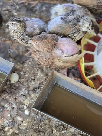 Quails laying eggs (Pearland houston)63859316678785121