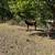 Jersey steer 7 thumbnail