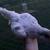 Easter Egger pullets / Hens 3 months old 11 thumbnail