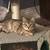 Active, Adorable Kitten for Adoption 5 thumbnail