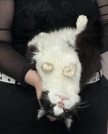 Gato gratis64840129084931123