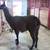 12 exposed females 3 male Llamas for sale 11 thumbnail
