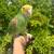 Double yellow head amazon parrot 2 thumbnail