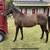 Standardbred Stud 2 thumbnail