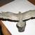 EAGLE 4 thumbnail