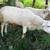 Katahdin Ram 2 thumbnail