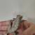 Crested Gecko Pair with used cage 10 thumbnail