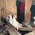 Pigeons 7 thumbnail