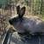 American Chinchilla Rabbits & New Zealand Rabbits 5 thumbnail