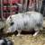Baby chicks, bunnies and potbelly pigs available and ready to 2 thumbnail
