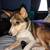 Free female dog 1 thumbnail
