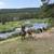 5 year old gelding 5 thumbnail