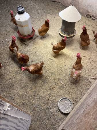 Laying hens 1
