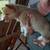 Rehoming 6 thumbnail