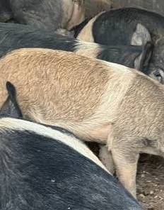 Feeder hogs 1