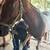 Horse boarding 2 thumbnail