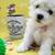 Toy poodles 3 thumbnail