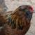 Cold hardy hens Chicks chickens pullets all female almost laying eggs 24 thumbnail