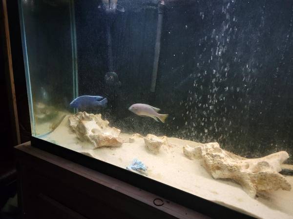 TWO (dark Grey) large fish. (MORTON GROVE)63844236794369121