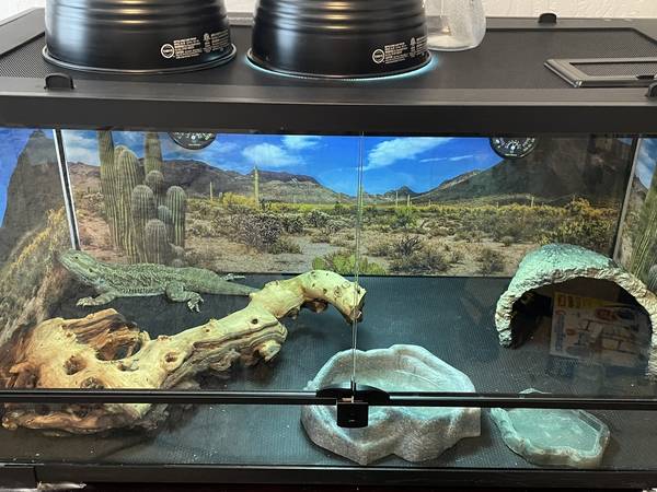 Rehoming Bearded Dragon and Tank (Visalia)63873028612993120