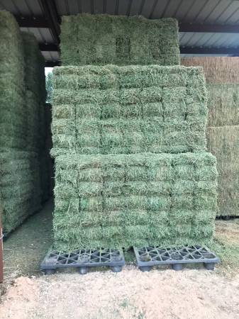 ALFALFA HAY 1