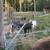 Goats 2 thumbnail