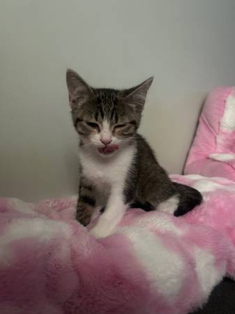 3 Kitten looking for furever home :) (Gallatin)64013262602114123