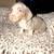 Mini dachshund 5 thumbnail