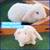 Mini Lop Rabbits 6 thumbnail