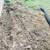 Landscaping Services (Same day Estimates) 10 thumbnail