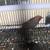 Bird birds 2 thumbnail